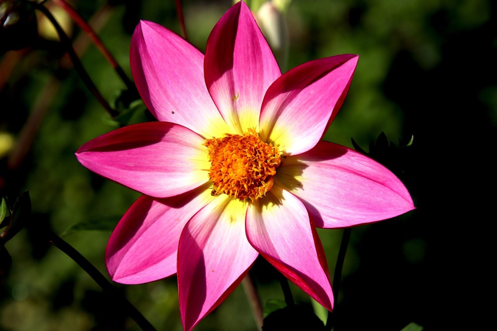 Flower Petals Buds Flora Garden  - GAIMARD / Pixabay