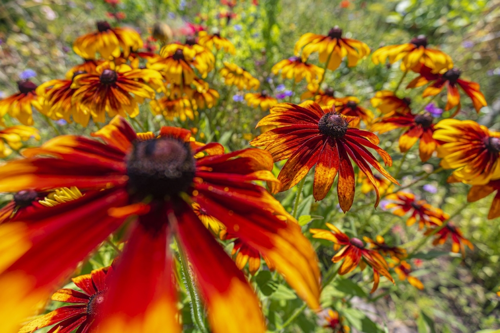 Flower Petals Meadow Coneflowers  - Erik_Karits / Pixabay