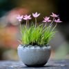 Flower Pink Spring Flora Harmony  - ilyessuti / Pixabay