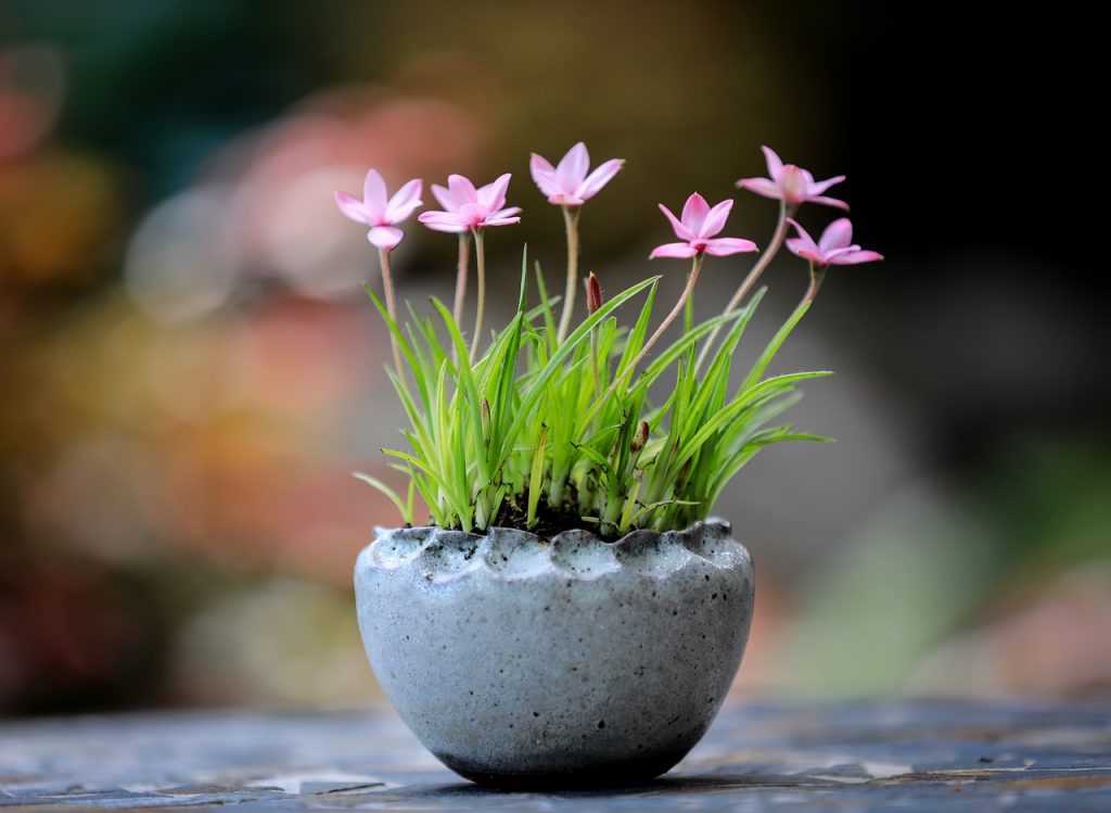 Flower Pink Spring Flora Harmony  - ilyessuti / Pixabay