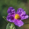 Flower Plant Garden  - enriquelopezgarre / Pixabay