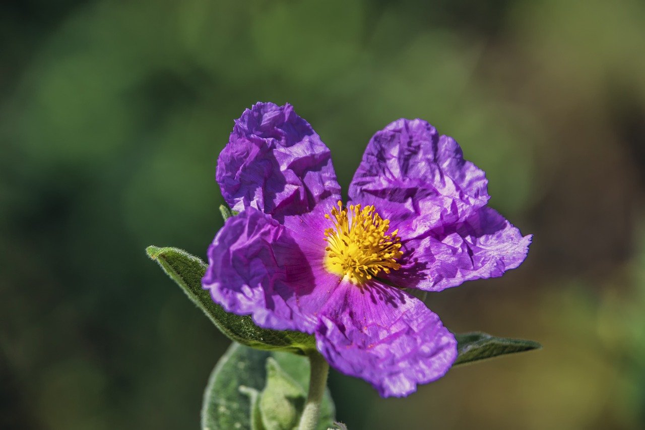 Flower Plant Garden  - enriquelopezgarre / Pixabay