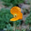 Flower Poppies Solitary Imperfect  - ivabalk / Pixabay