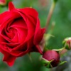 Flower Red Closeup Garden Plants  - pedro_wroclaw / Pixabay
