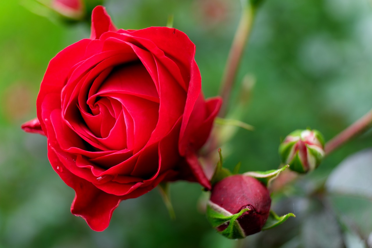 Flower Red Closeup Garden Plants  - pedro_wroclaw / Pixabay