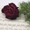 Flower Rose Dry Flower Faded  - neelam279 / Pixabay