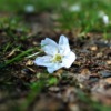 Flower Spring Nature Ground Plant  - pozsonyigabor / Pixabay