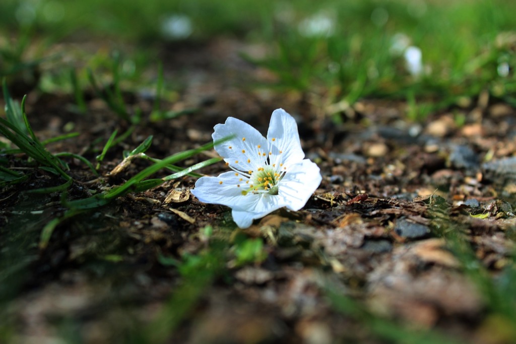 Flower Spring Nature Ground Plant  - pozsonyigabor / Pixabay