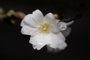 Flower Tree Cherry Blossom  - DerWeg / Pixabay