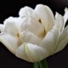 Flower Tulip White Memory Figure  - Mouse23 / Pixabay