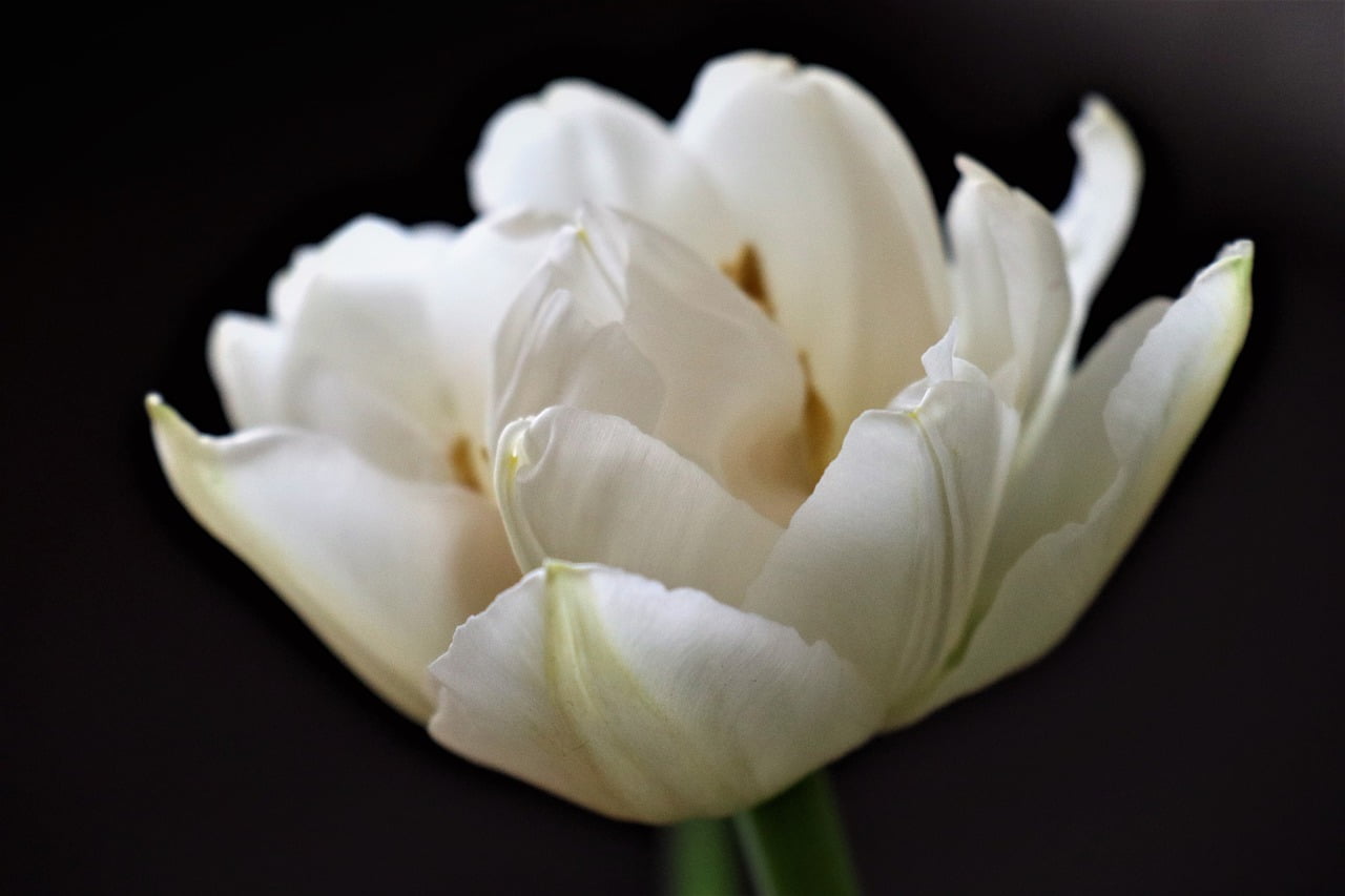 Flower Tulip White Memory Figure  - Mouse23 / Pixabay