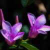 Flower Twin Flowers Love Summer  - Ogutier / Pixabay