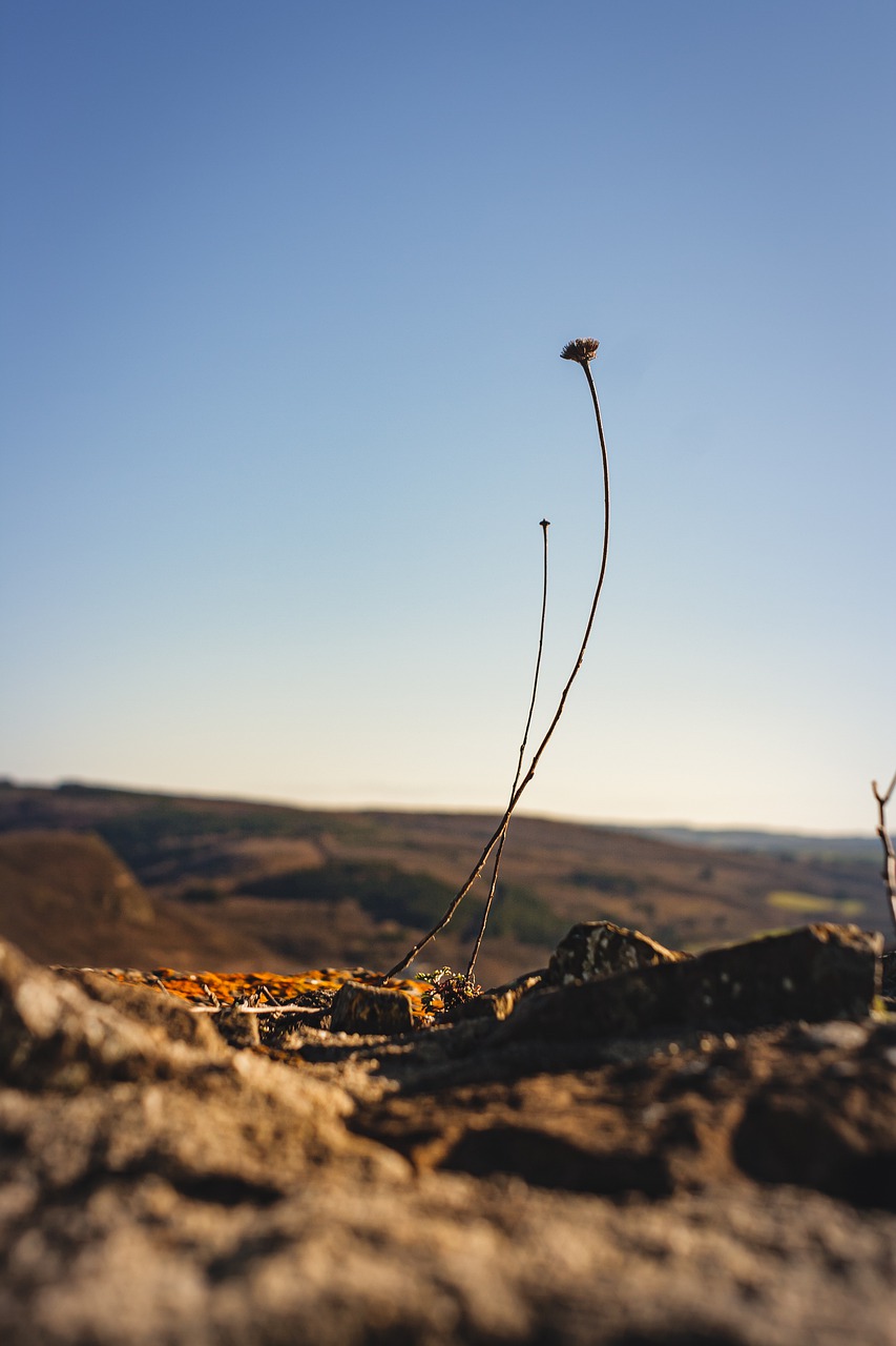 Flower Withered Wall Stone Castle - schuetz-mediendesign / Pixabay