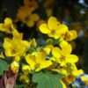 Flower Yellow Petals Cassia  - DEZALB / Pixabay