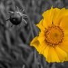 Flower Yellow Spring Nature Bloom  - D_Van_Rensburg / Pixabay