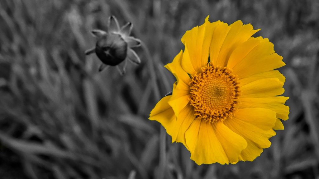 Flower Yellow Spring Nature Bloom  - D_Van_Rensburg / Pixabay