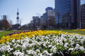 Flowerbed Park Garden Pansies  - May_hokkaido / Pixabay
