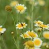 Flowers Bee Insect Pollinate  - kieutruongphoto / Pixabay