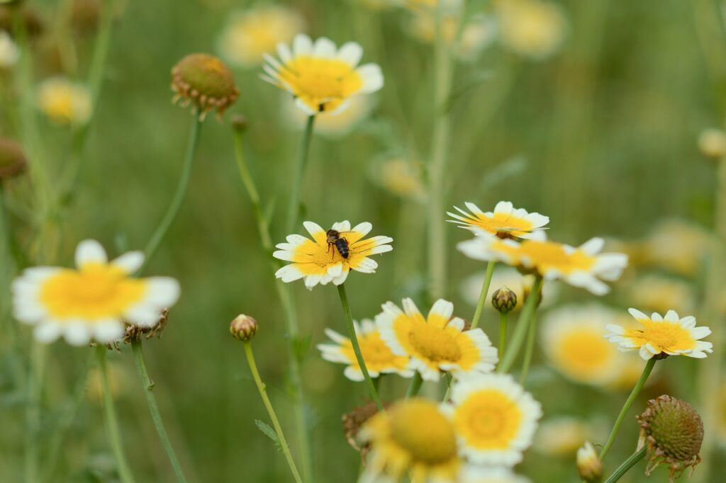 Flowers Bee Insect Pollinate  - kieutruongphoto / Pixabay