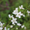 Flowers Branch Blossom  - Beats_Beats / Pixabay