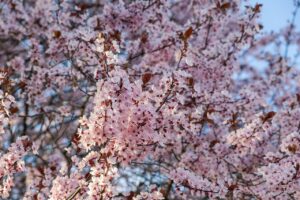 Flowers Branches Tree  - Couleur / Pixabay