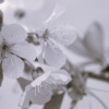 Flowers Cherry Blossom Monochrome  - Janvanbizar / Pixabay