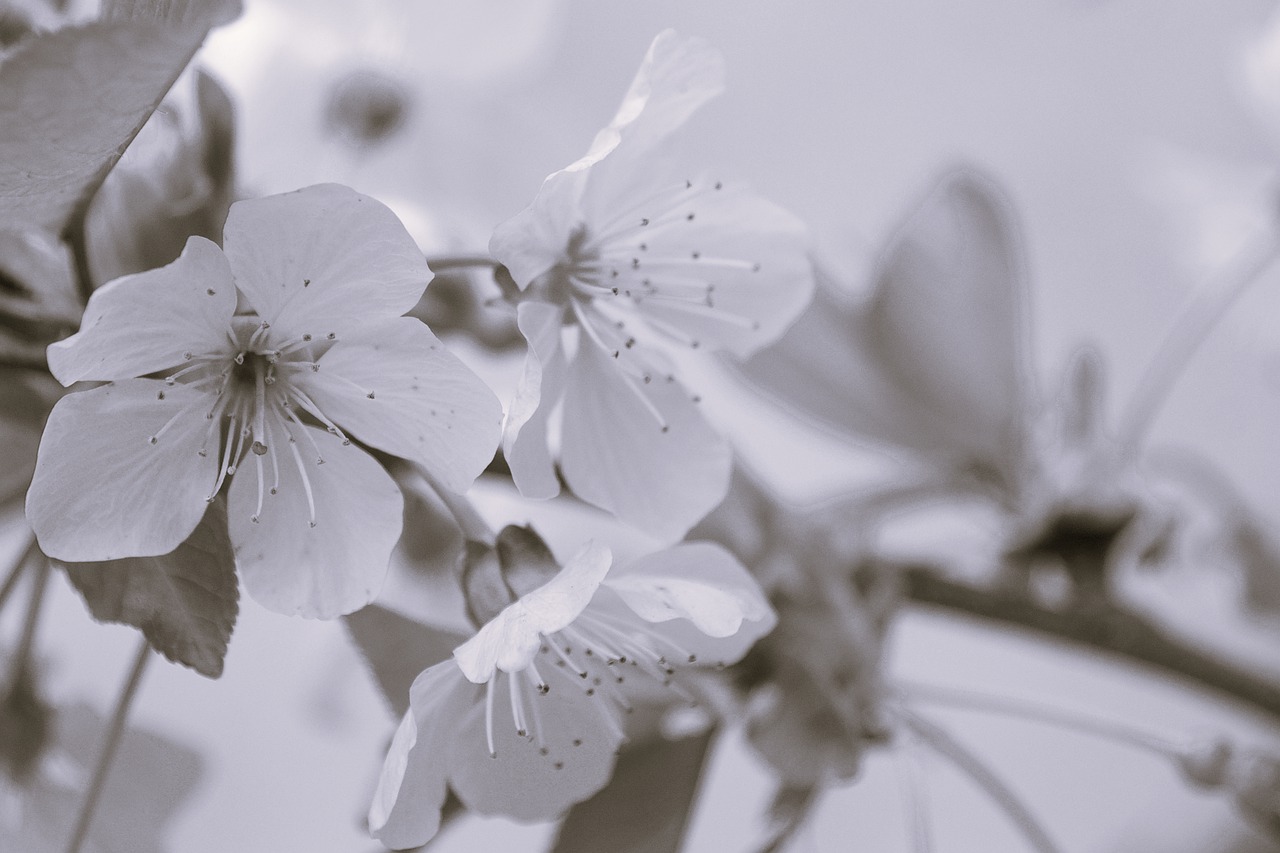 Flowers Cherry Blossom Monochrome - Janvanbizar / Pixabay