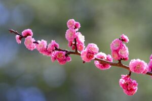Flowers Cherry Blossoms Petals Plum  - japanibackpacker / Pixabay
