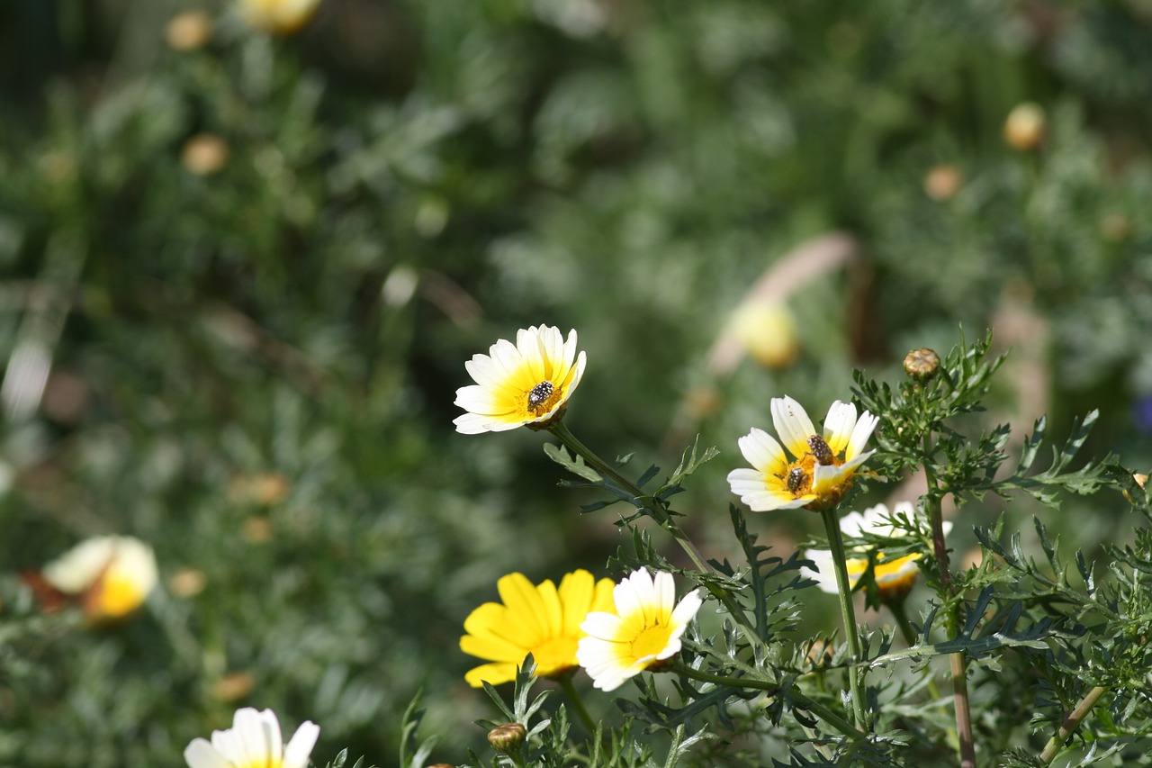 Flowers Insect Bug Petals Pollen  - nabilolidano48yellel / Pixabay
