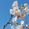 Flowers Japan Cherry Blossoms  - haru_525 / Pixabay