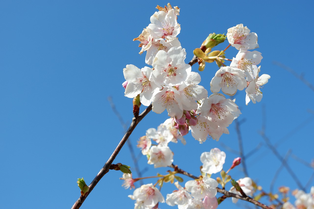 Flowers Japan Cherry Blossoms  - haru_525 / Pixabay