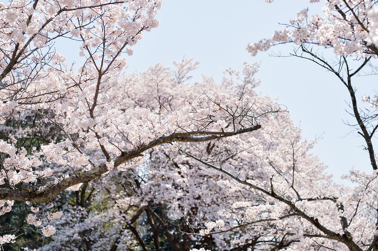 Flowers Japan Cherry Blossoms  - shell_ghostcage / Pixabay
