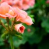 Flowers Macro Close Up Photos  - KhamphaVlog / Pixabay