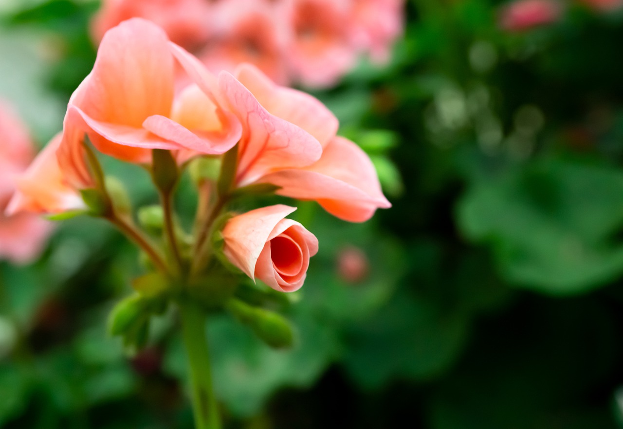 Flowers Macro Close Up Photos - KhamphaVlog / Pixabay