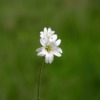 Flowers Minor White Nature Beauty  - erwin66as / Pixabay