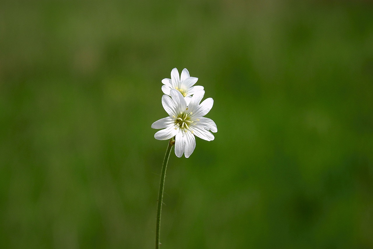 Flowers Minor White Nature Beauty  - erwin66as / Pixabay