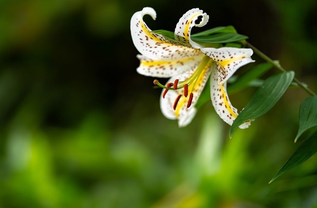 Flowers Petal Leaf Lily Yamayuri  - KANENORI / Pixabay