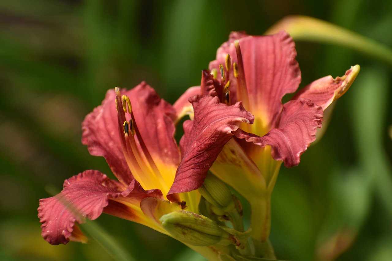Flowers Plant Leaves Foliage  - jayhawkmommy / Pixabay