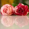 Flowers Roses Petals Reflection  - NIL-Foto / Pixabay
