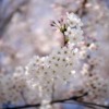 Flowers Spring Cherry Blossom Tree  - HeungSoon / Pixabay