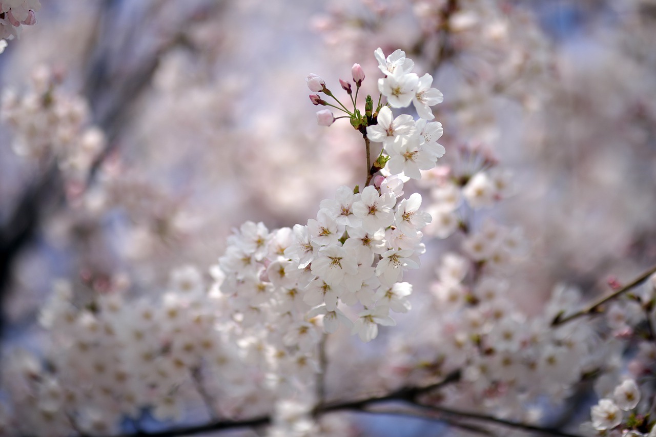 Flowers Spring Cherry Blossom Tree - HeungSoon / Pixabay