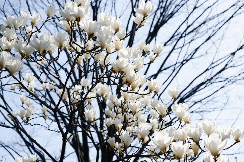 Flowers Tree Magnolia Bloom  - shell_ghostcage / Pixabay