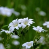 Flowers White Minor Nature Spring  - erwin66as / Pixabay