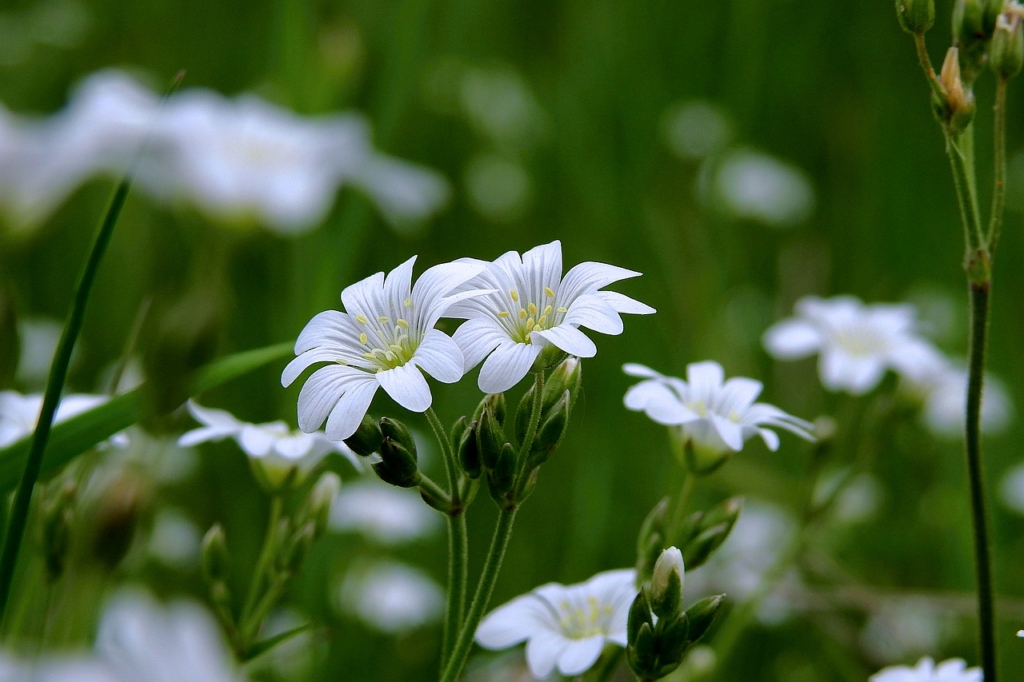 Flowers White Minor Nature Spring  - erwin66as / Pixabay