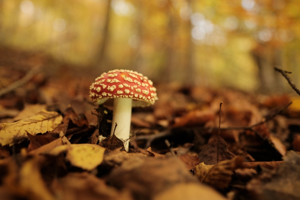 Fly Agaric Mushroom Forest  - heirofvaliant / Pixabay