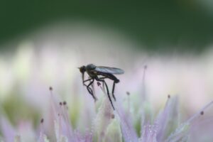 Fly Insect Nature Mosquito Garden  - varazdin-express / Pixabay