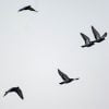 Flying Pigeon Flock Dove Wings  - balouriarajesh / Pixabay