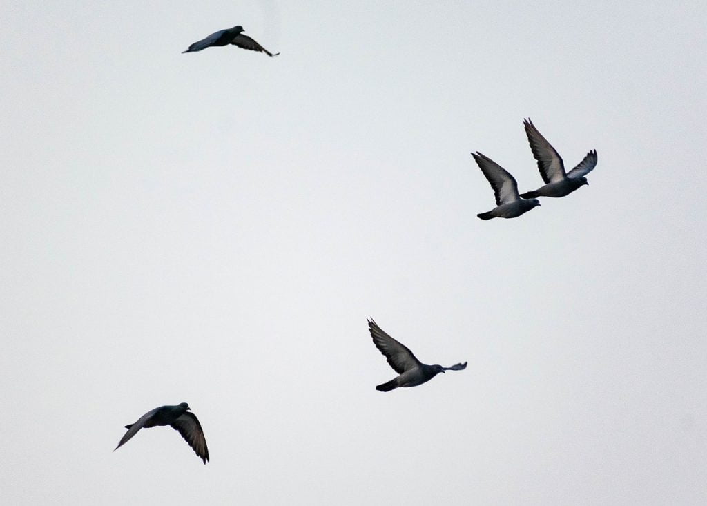 Flying Pigeon Flock Dove Wings  - balouriarajesh / Pixabay