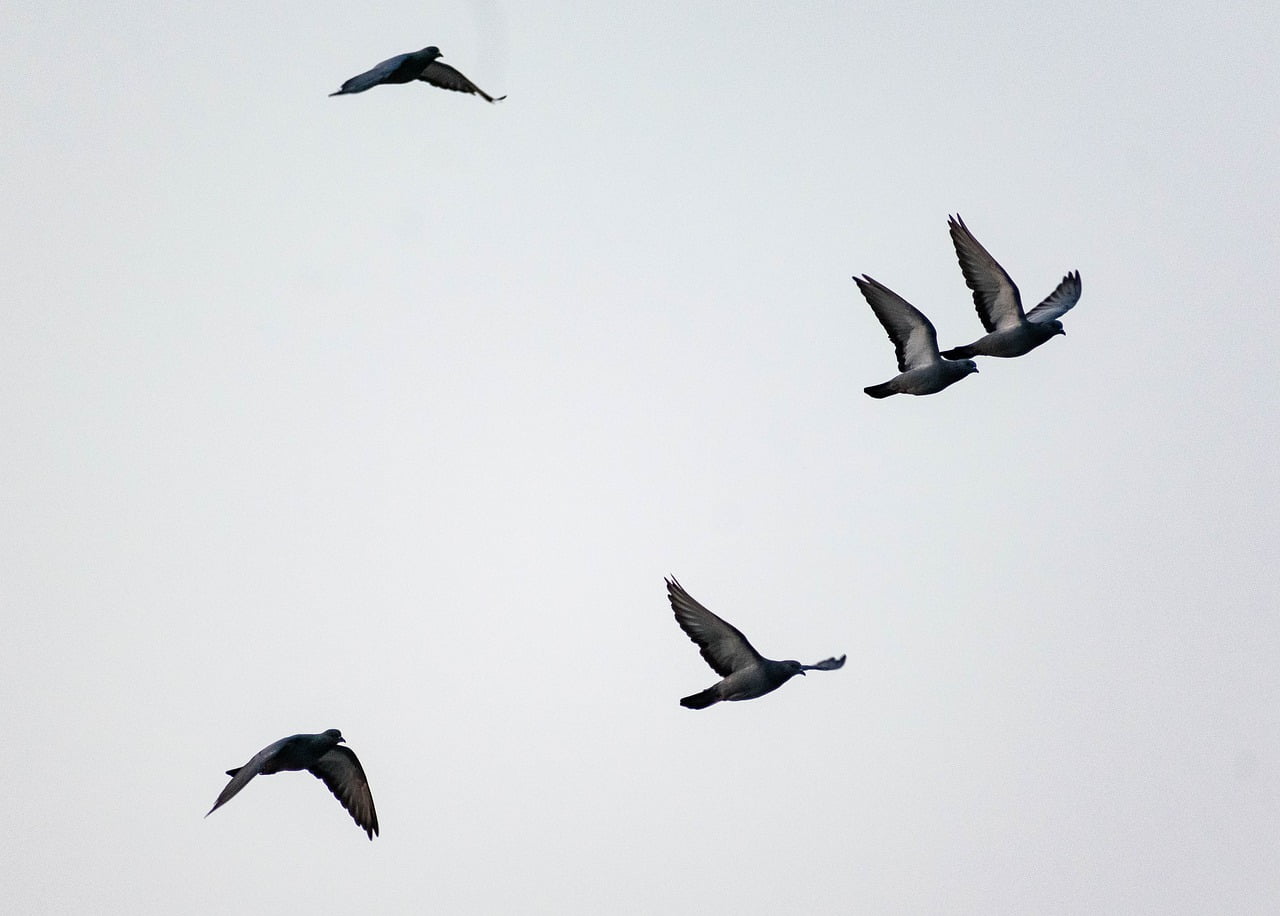 Flying Pigeon Flock Dove Wings - balouriarajesh / Pixabay