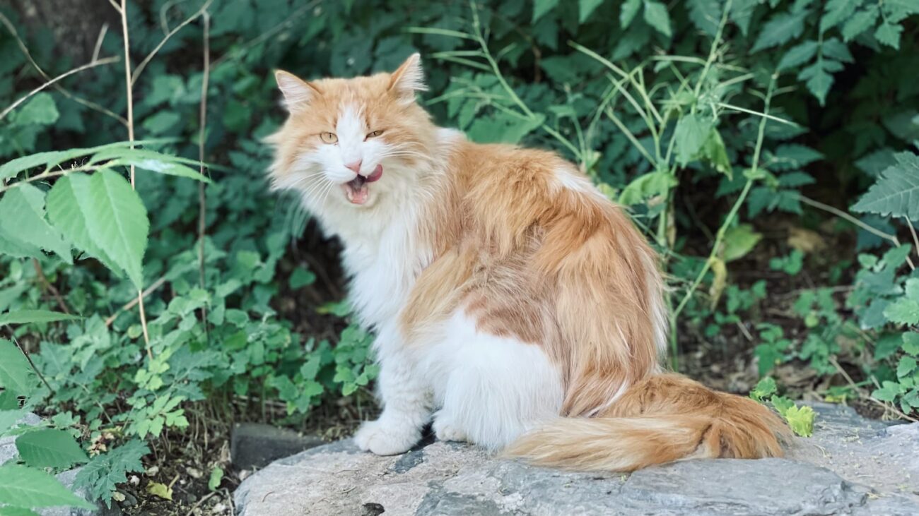 orange and white cat on gray concrete surface
